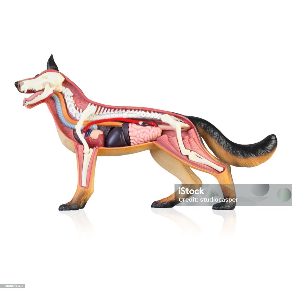 Anatomy of a dog Model of the dog isolated white background Dog Stock Photo