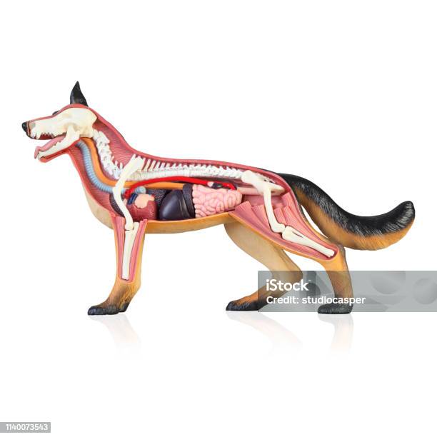 Anatomy Of A Dog Stock Photo - Download Image Now - Dog, Anatomy, Heart - Internal Organ
