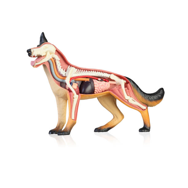 istock Anatomy of a dog 1140073544