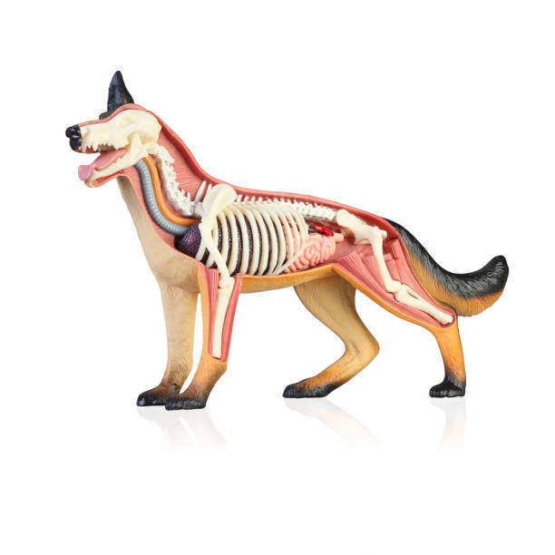 istock Anatomy of a dog 1140073546