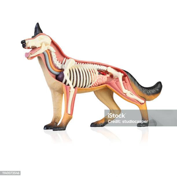 Anatomy Of A Dog Stock Photo - Download Image Now - Dog, Anatomy, Muscle