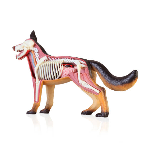 istock Anatomy of a dog 1140073550