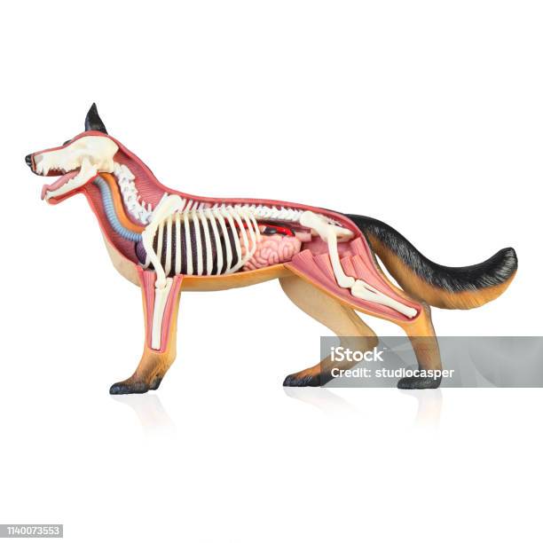 Anatomy Of A Dog Stock Photo - Download Image Now - Dog, Anatomy, Animal