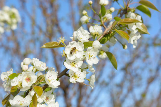istock Spring background - the bee and branch of a blossoming tree 1140073837