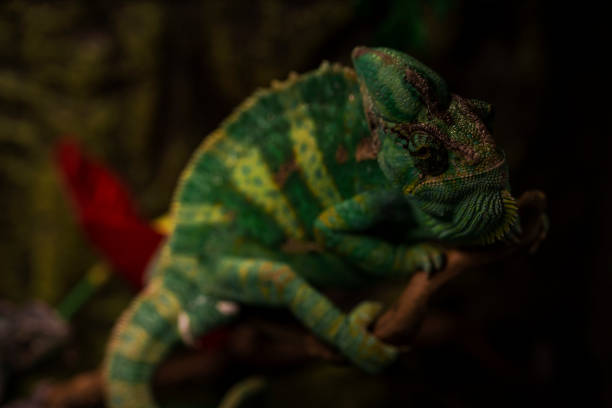 istock Aggressive Male Veiled Chameleon in terrarium 1140073850