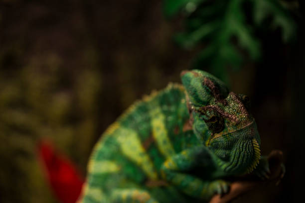 istock Aggressive Male Veiled Chameleon in terrarium 1140073851