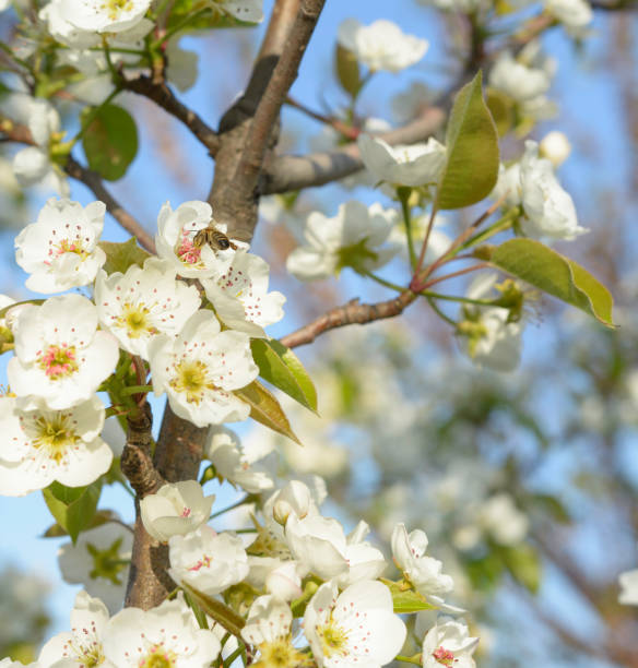istock Honey bee is collecting pollen on a beautiful blooming pear tree 1140073928