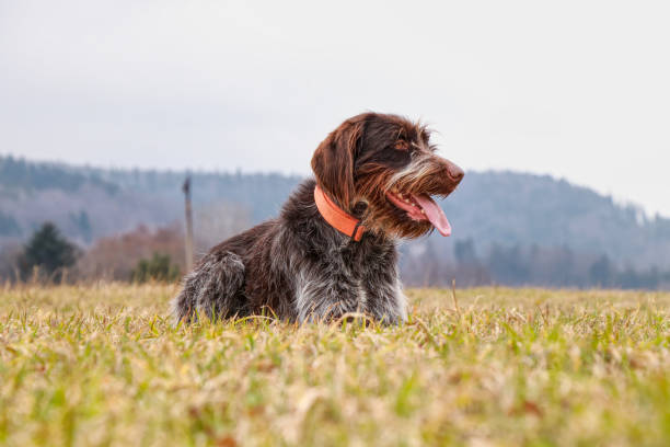 собака (hound - чешский провод волосатые указывая griffon) полный счастья смотреть что-то на поле, некоторые двигаться, некоторые звук. сука хороше - bitch стоковые фото и изображения