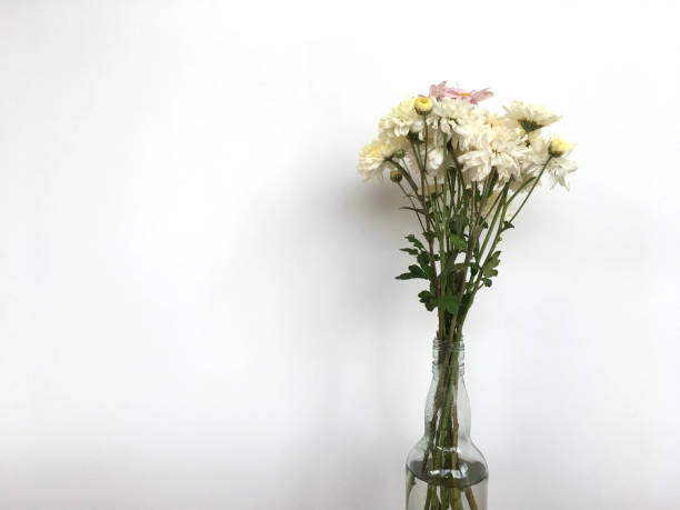 istock White chrysanths flower is blooming on stalk inside transparent bottle with water. 1140074118