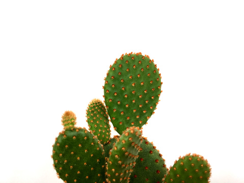 Light green bunny Opuntia cactus isolated on white background
