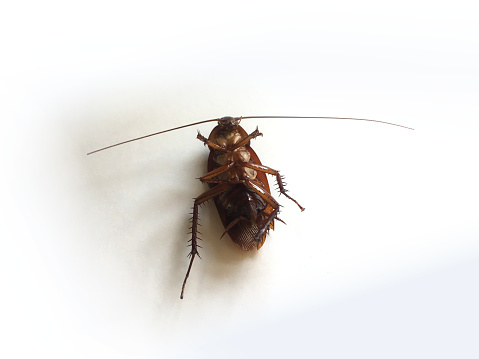 Cockroach die and upturned isolated on white background