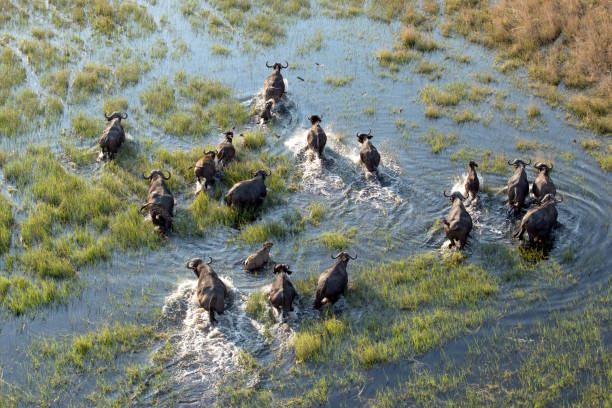 büffelherde im okavango-delta - etoscha nationalpark stock-fotos und bilder