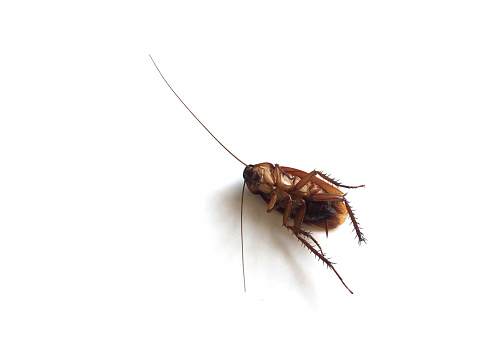 Cockroach upturned isolated on white background