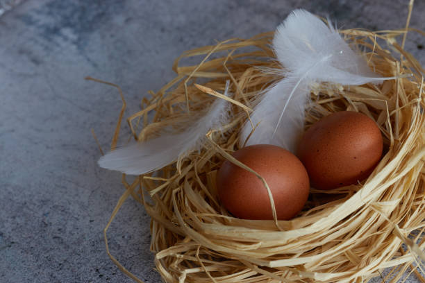 istock Brown chicken eggs with white feathers in hay nest on light concrete. Copy space. horizontal view of raw chicken eggs. Village concept 1140075064