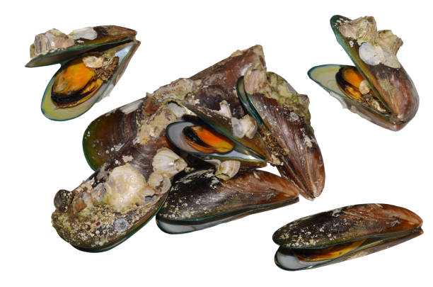 istock Green mussell seashell isolated 1140076559