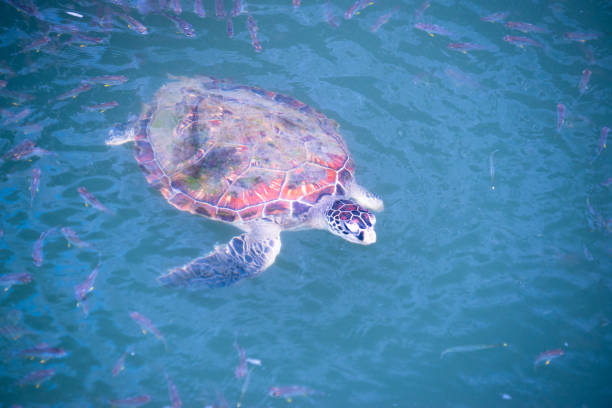 istock Injured sea turtle have being take care in pool 1140076617