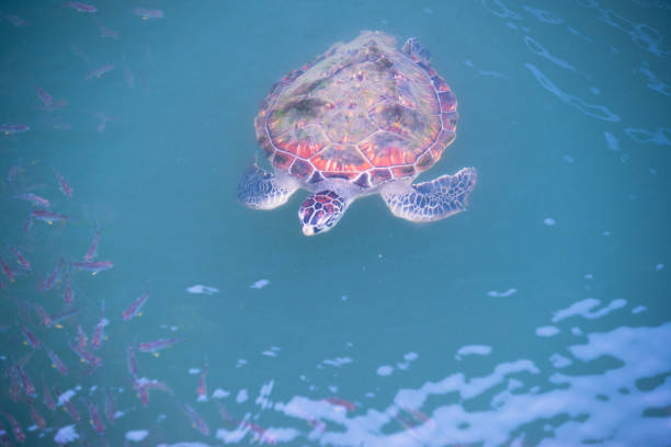 istock Injured sea turtle have being take care in pool 1140076827