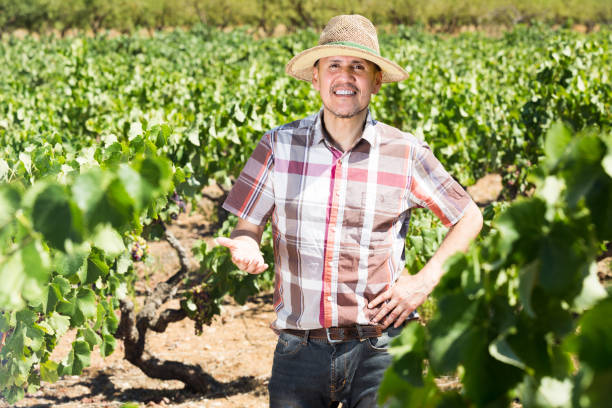 istock Happy man gardener standing in grapes tree 1140078083