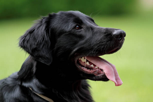 istock A dog with long tongue 1140078117