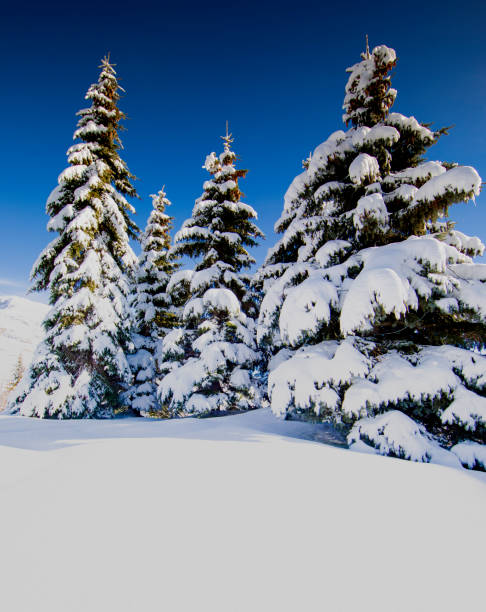 Beautiful winter landscape with a soft focus view of snow-covered pine trees and a bright blue sky. The white sparkling snow in the foreground and the blurred conifer forest in the background create a serene, cold, and peaceful atmosphere. Perfect for Christmas, nature, travel, or holiday season concepts. Ideal for winter backgrounds, greeting cards, and scenic outdoor photography themes.