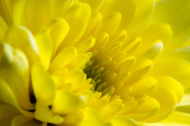 istock Flower. Yellow chrysanthemum 1140081458