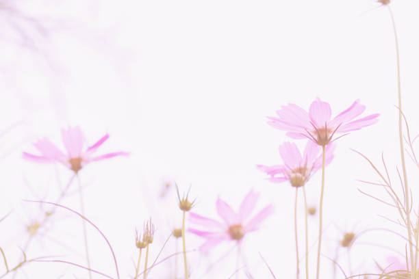 butterfly on flower
