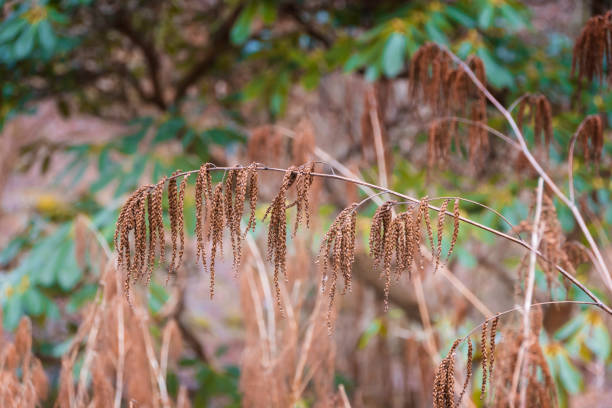 istock dead twigs in the park 1140082149