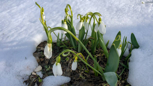 istock last snowfall in April and white snowdrops 1140082416