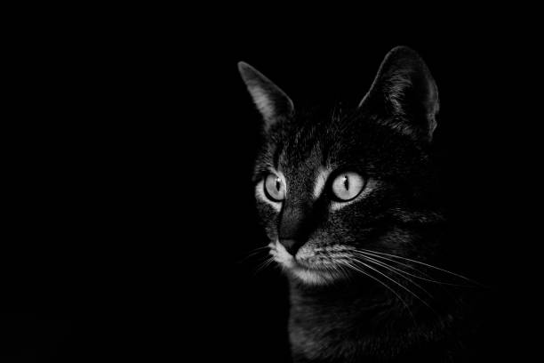 istock Low key portrait of cat, black and white 1140083699