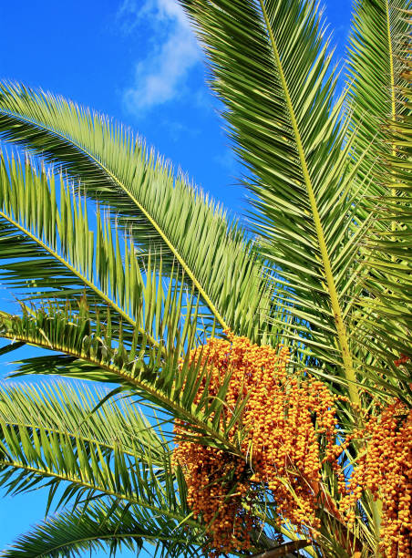 istock Dates and leaves of palm tree on blue sky background. 1140086137