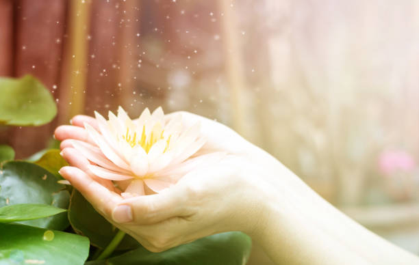 mano sosteniendo loto o lirio de agua para el día de vesak, día de cuaresma budista, cumpleaños de buda, adoración de buda purnima, y el espíritu humano mundial. - water lily lotus water lily fotografías e imágenes de stock