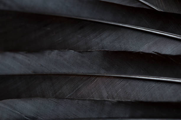 Black feathers stock photo