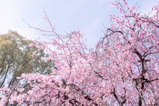 istock Beautiful cherry blossoms sakura tree bloom in spring in the park, copy space, close up, macro. 1140088309