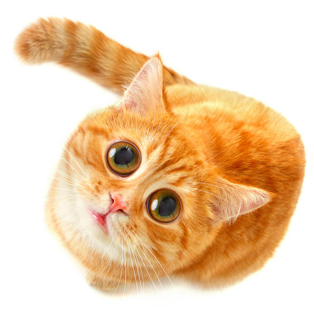 Red cat with big eyes looking up isolated