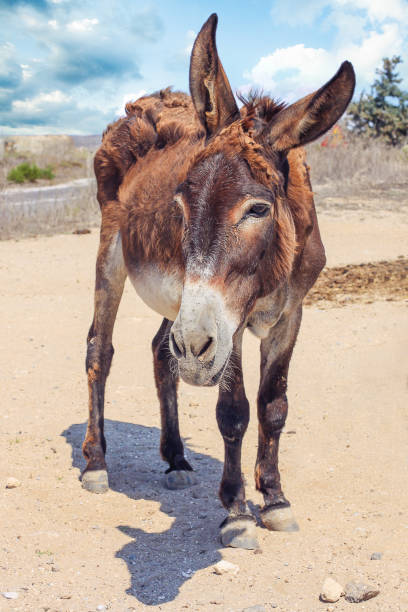 istock Grey donkey in field on blue sky 1140088327