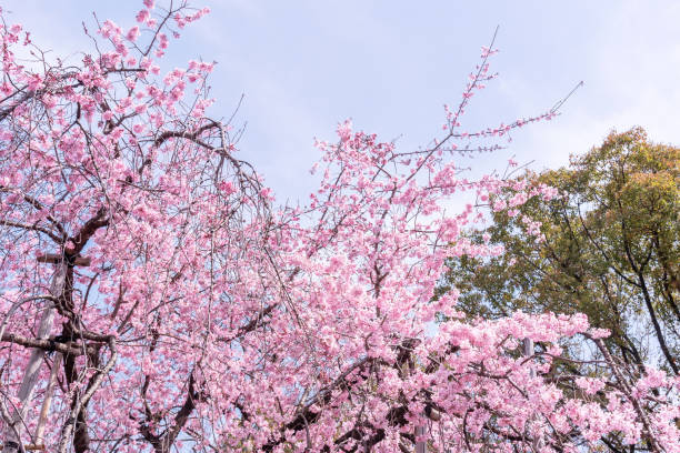 istock Beautiful cherry blossoms sakura tree bloom in spring in the park, copy space, close up, macro. 1140089904