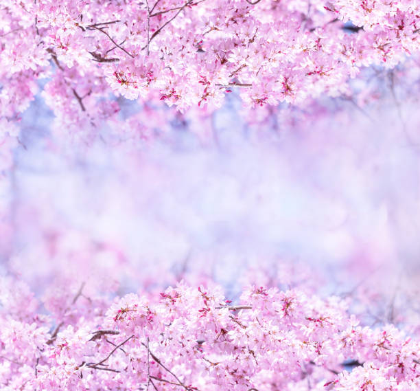 istock Beautiful cherry blossoms sakura tree bloom in spring in the park, copy space, close up, macro. 1140090983