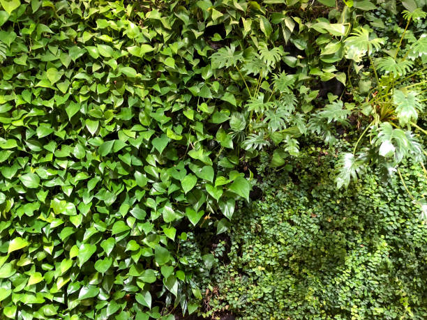 istock Green wall with vertical garden 1140091753