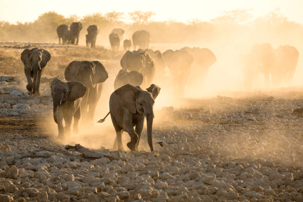 노란 먼지와 석양에 있는 오 카우 쿠에 요 워터 홀의 코끼리 - okaukuejo 뉴스 사진 이미지