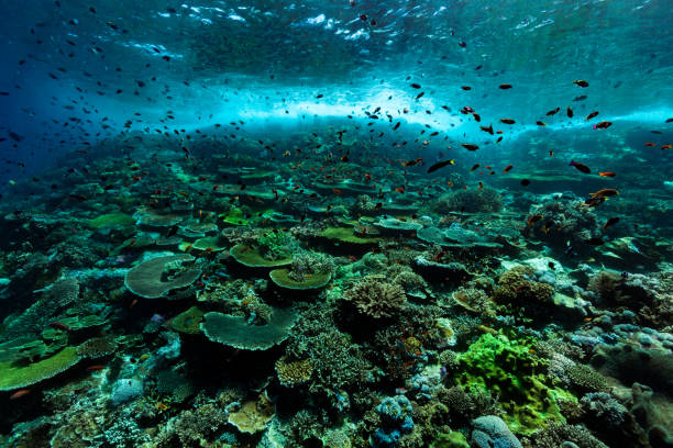 prístino arrecife de coral duro, anthias paradise, parque nacional de komodo, indonesia - tropical fish saltwater fish butterflyfish fish fotografías e imágenes de stock