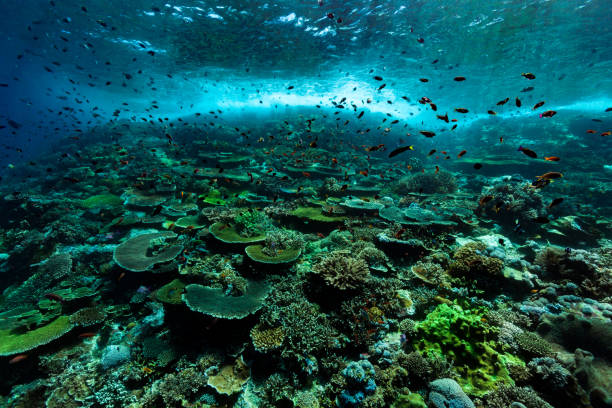 Pristine Hard Coral Reef, Anthias Paradise, Komodo National Park, Indonesia stock photo