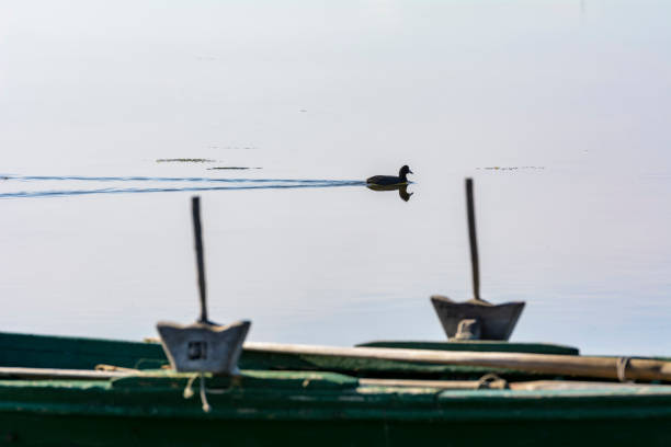 istock Moorhen in the calm lagoon at dawn. 1140093364