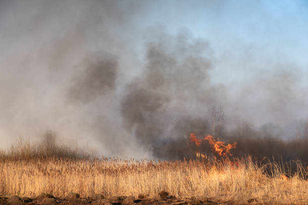 Wild fire, burning cane in the slough. Nature disaster: dry bog at the lake caught in flames of fire. fen photos stock pictures, royalty-free photos & images