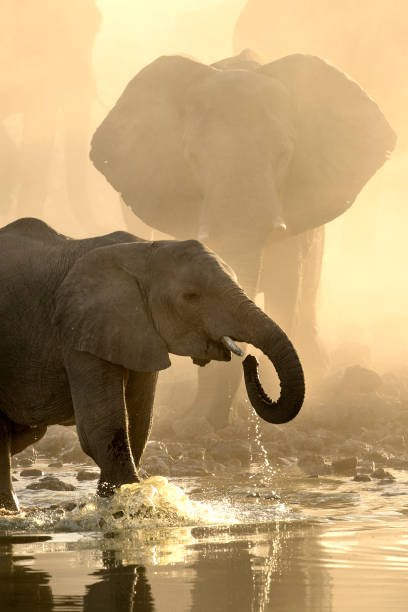 éléphants au trou d’eau d’okaukuejo au coucher du soleil avec la poussière jaune - sub saharan africa photos et images de collection