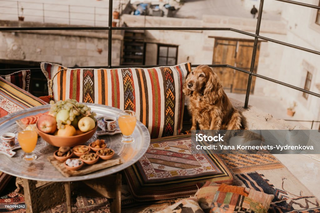 Turkish Spaniel Cocker Spaniel Stock Photo - Download Image Now - Animal, Cocker ...
