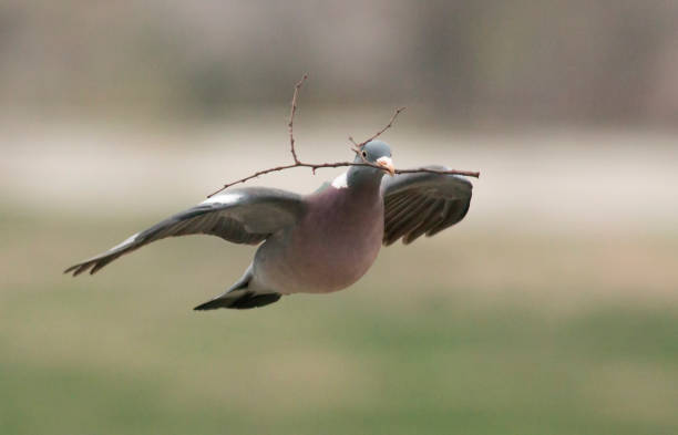 A pigeon is flying in the sky. The bird has a white body and black wings. The bird is flying in the air with its wings spread out