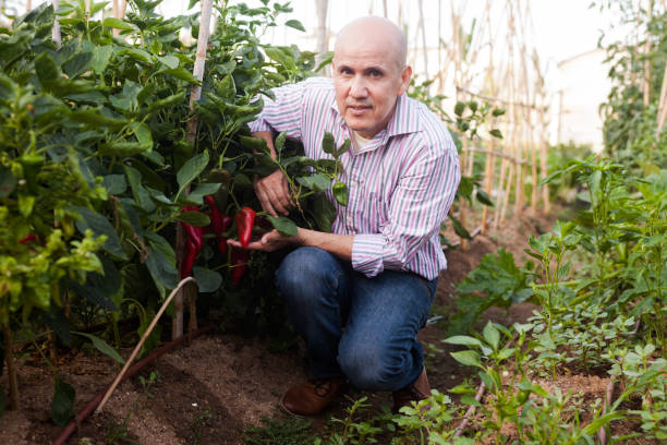 istock Gardener checking red peppers harvest 1140094810