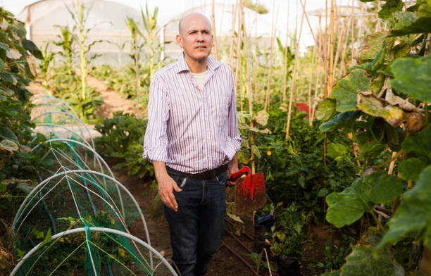 istock Gardener working in glasshouse 1140094816