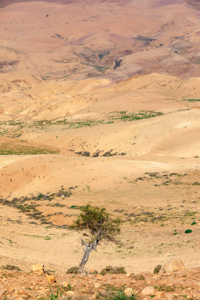 istock Solitary Tree with Leaves at Mountains in Jordan 1140094847