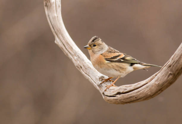 istock Brambling sitting on stick and eat berries 1140094985